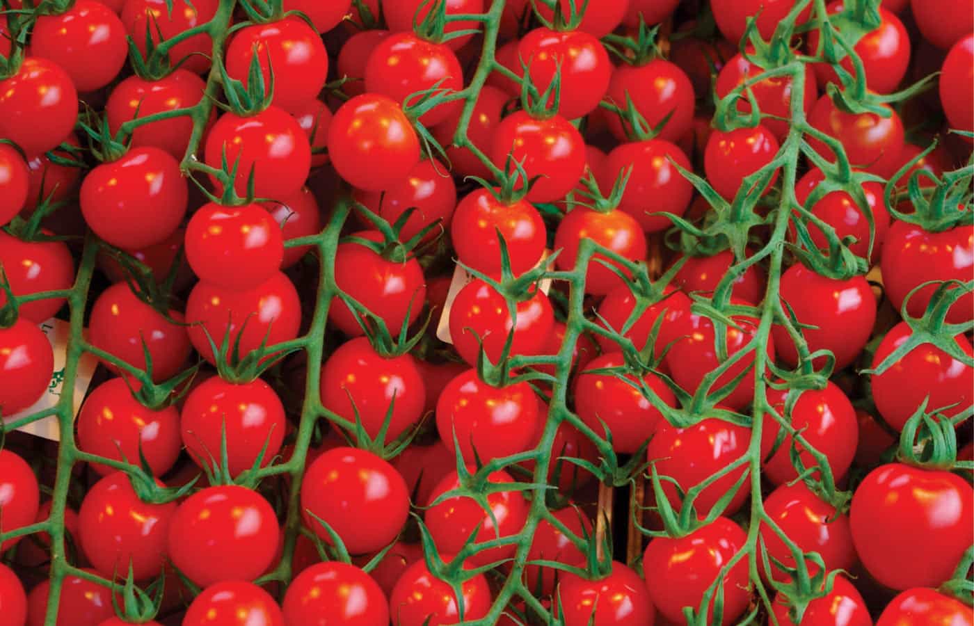 Torta Vegana - 007 - Tomate Cereja