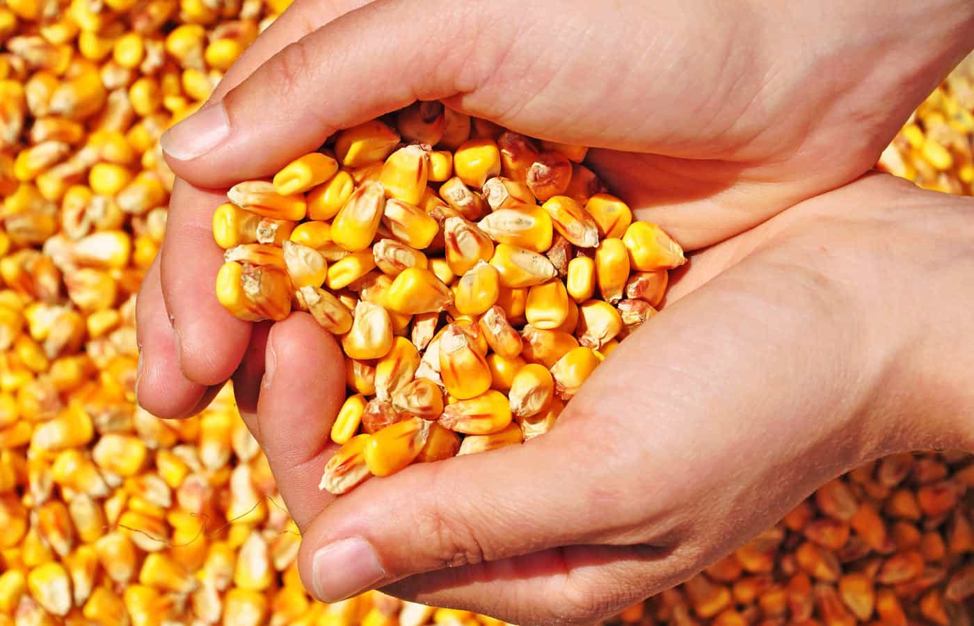 Torta Vegana - 018 - Milho