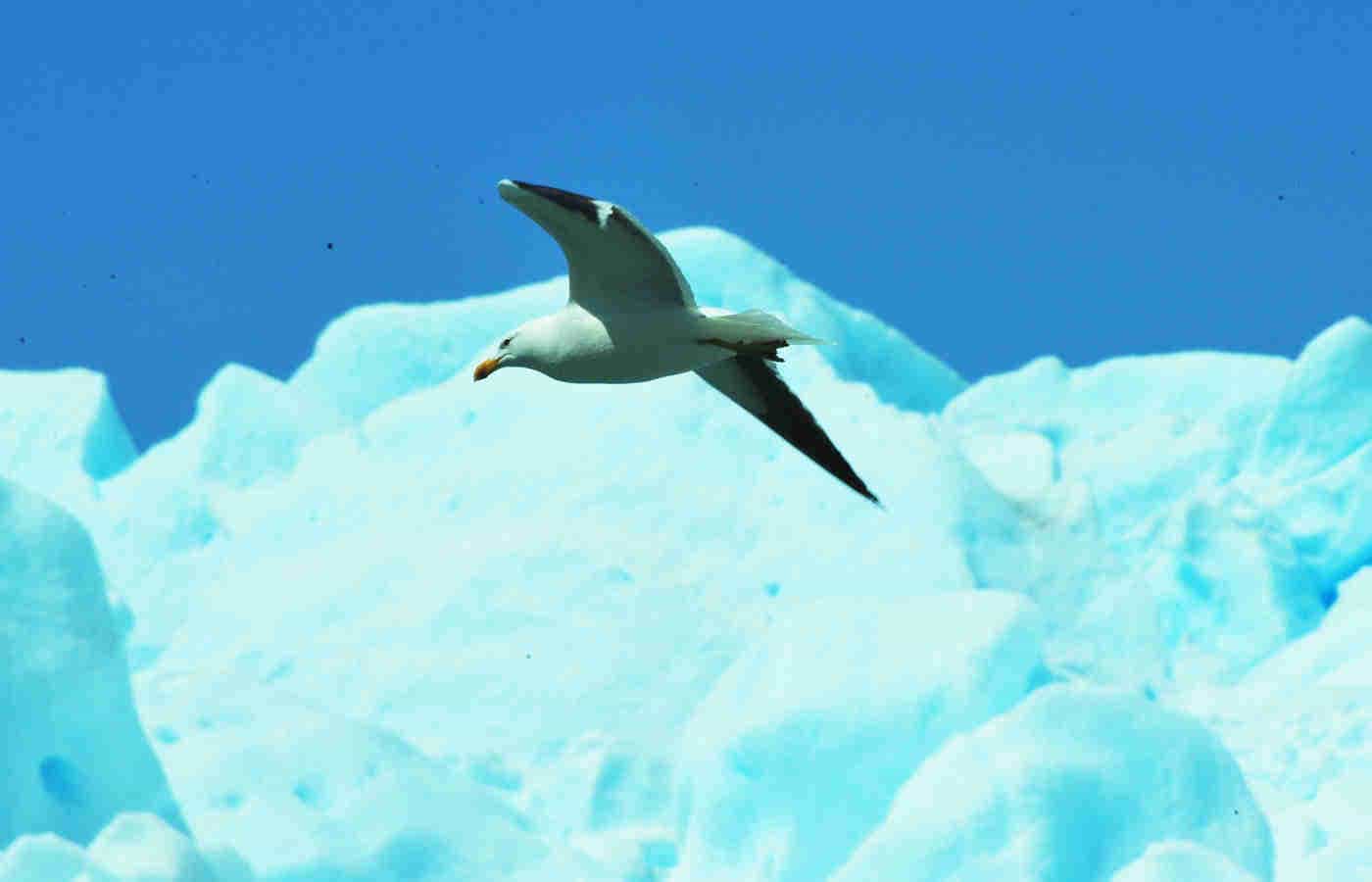 patagoniaindomita_044