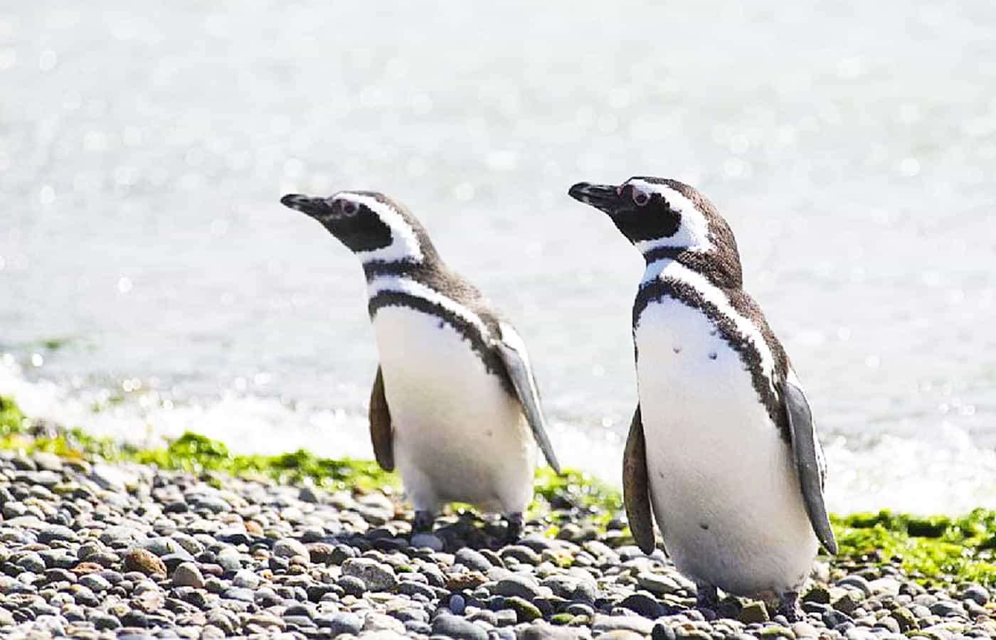 patagoniaindomita_142