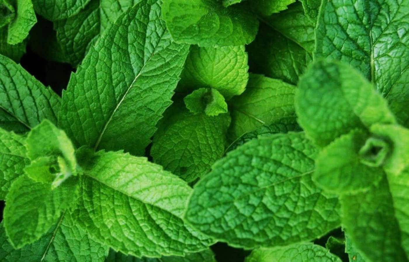 abacaxi_grelhado_006_hortela