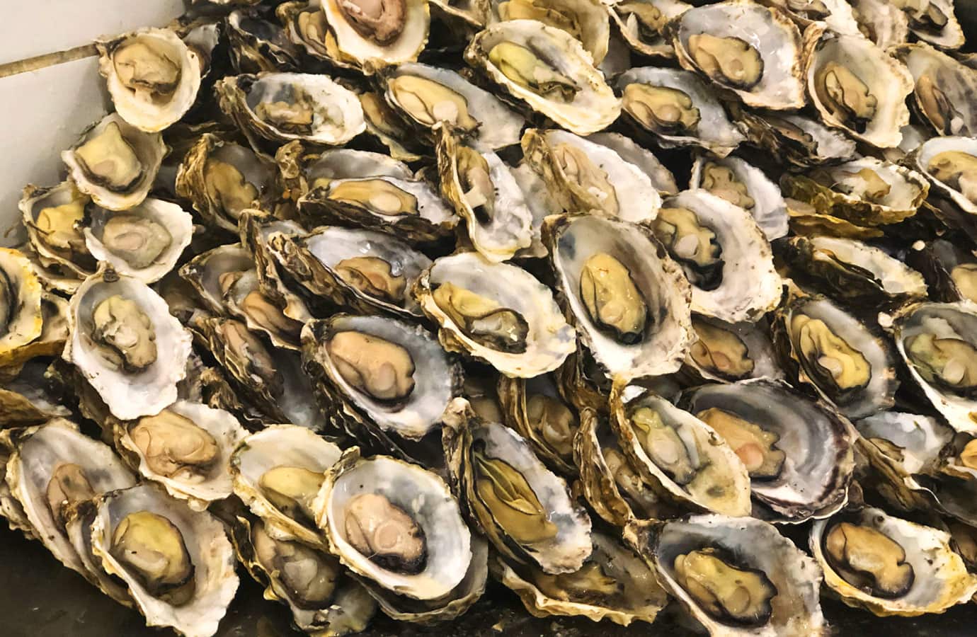toca_das_ostras_005_ostras_frescas