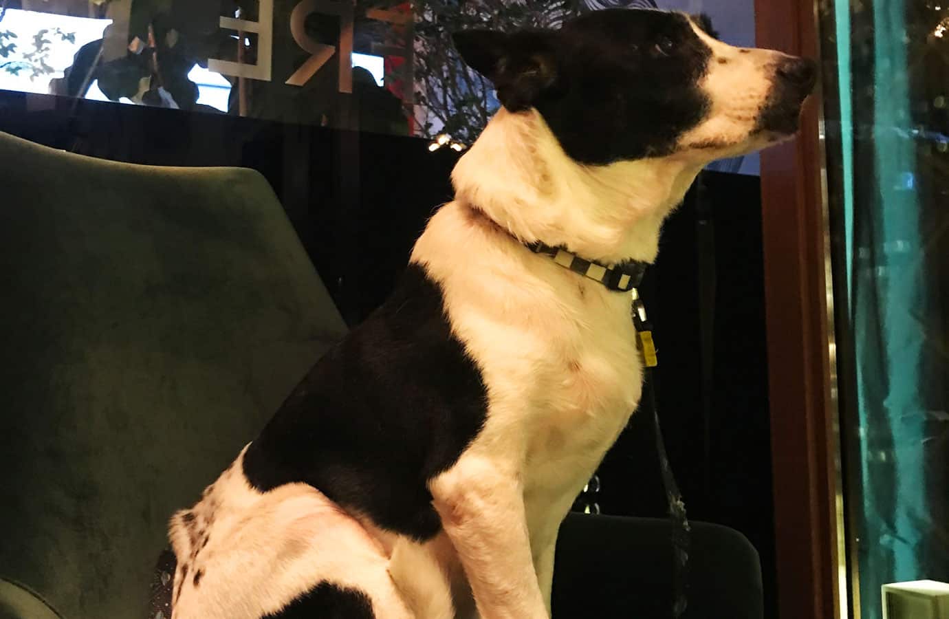 fre_itaim_013_pet_friendly