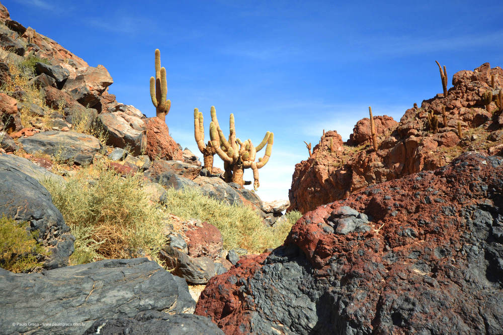 CACTOS CENTENÁRIOS
