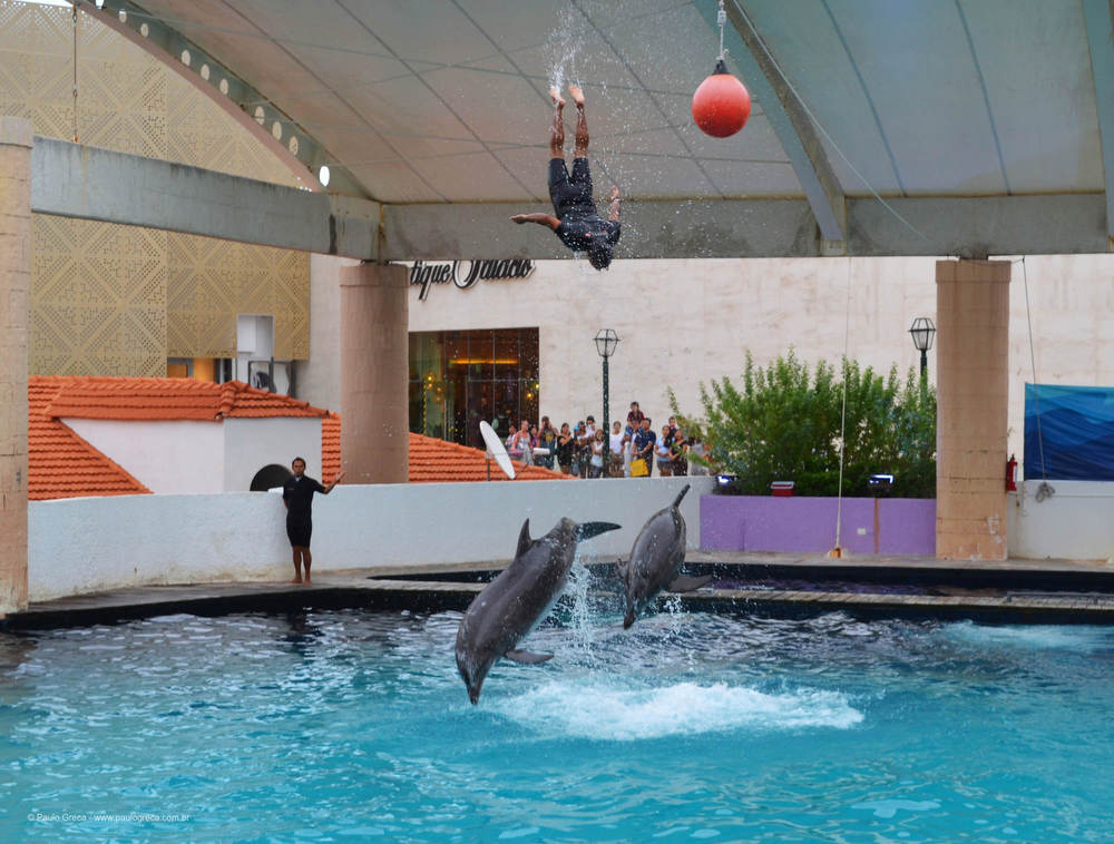 Show de golfinhos