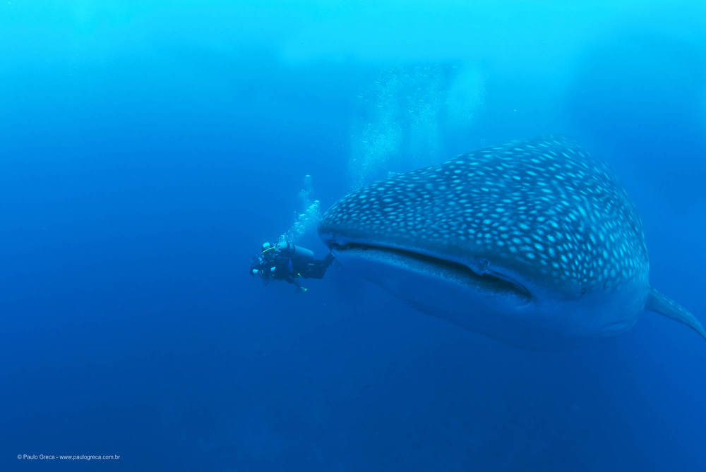 Cancun-021-Tubarão Baleia