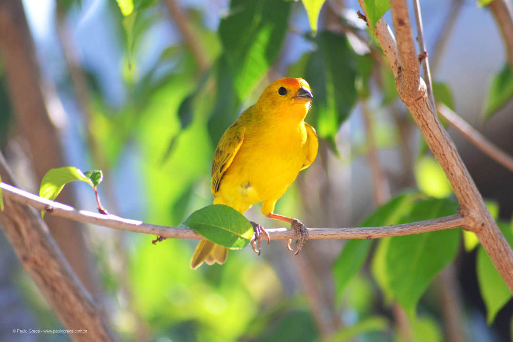 Habitante local