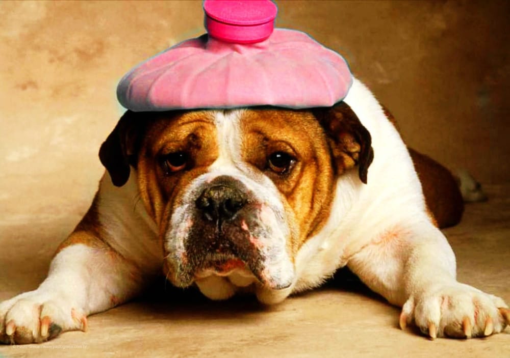 Enxaqueca - Bulldog