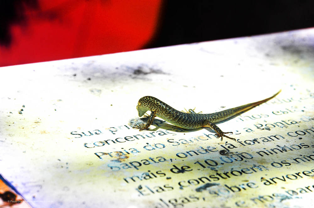 Lagartinhos curiosos