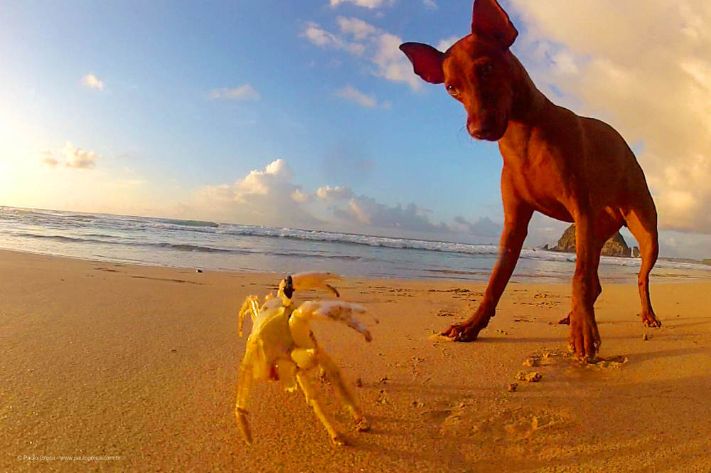 Curiosidade do filhote na Praia do Meio