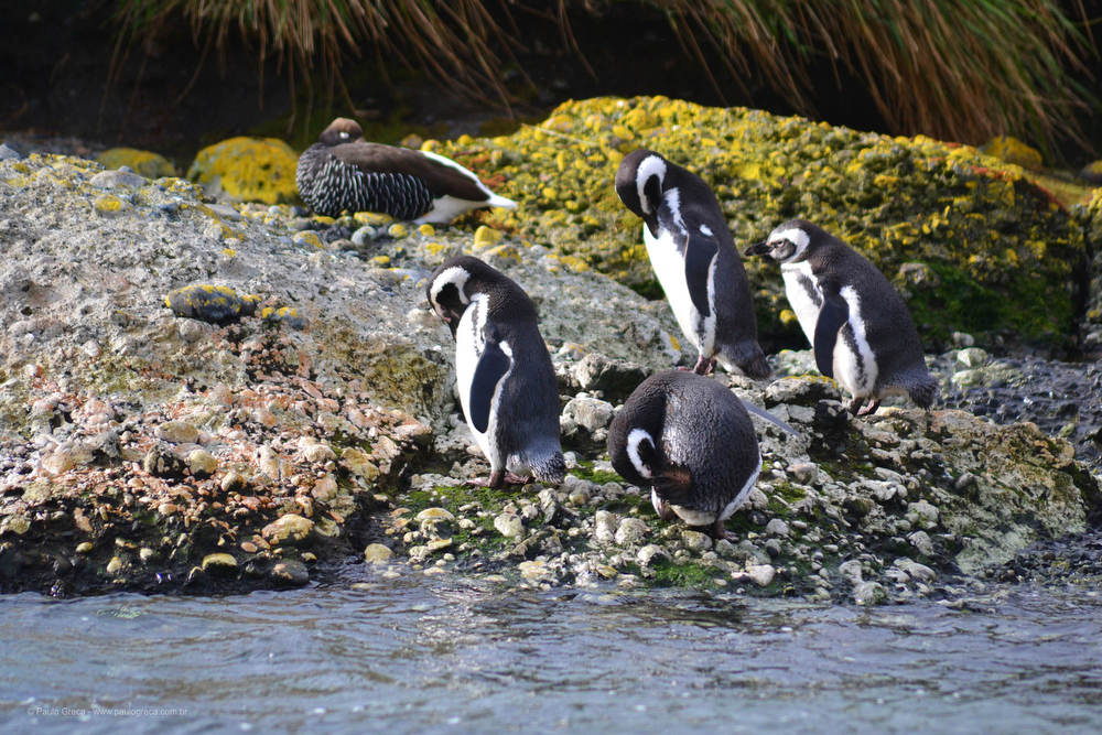 Habitantes locais