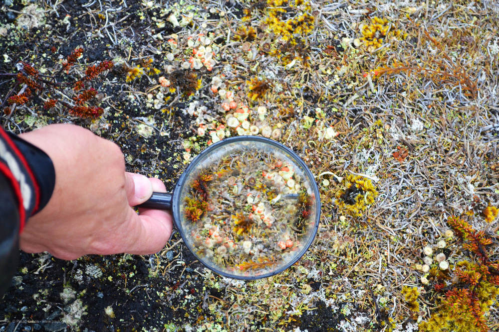 Micro-ecossistema: floresta em miniatura