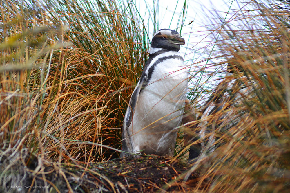 Habitante local