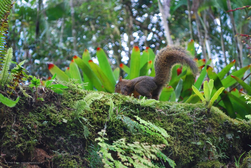 Habitante local