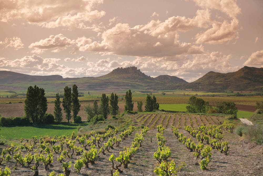 Vinhedos