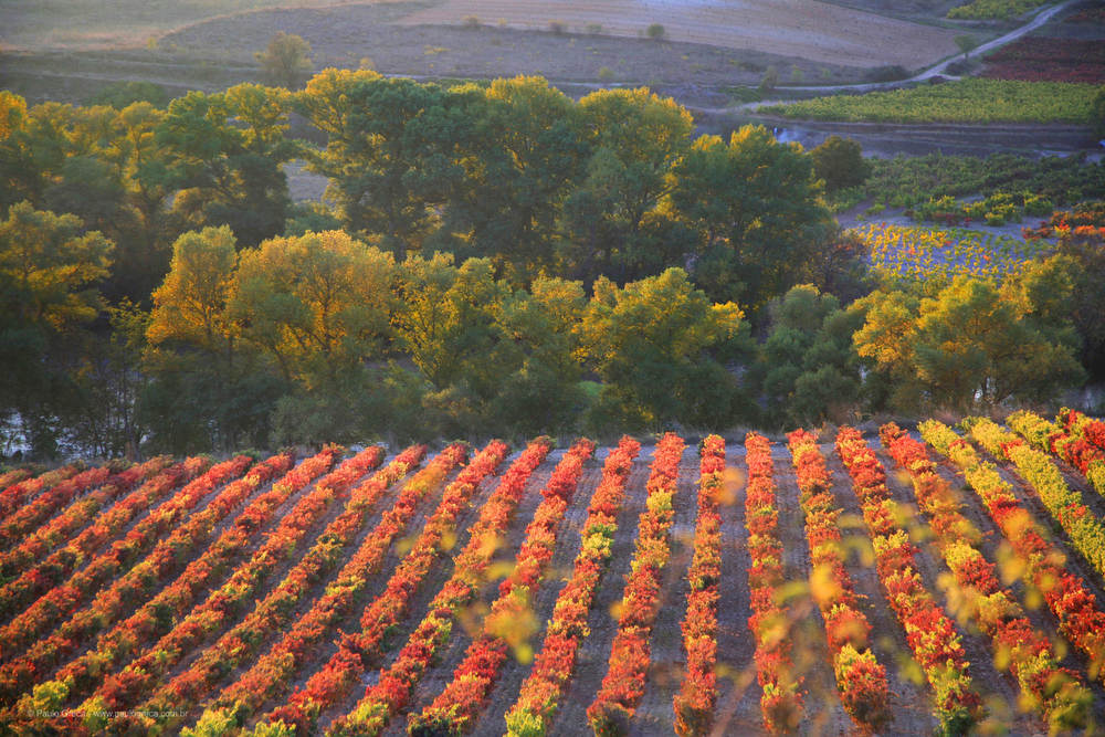 Viñedos Otoño