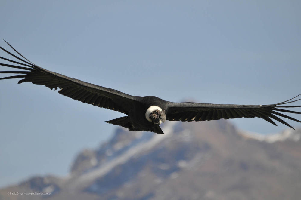 Condor dos Andes - O senhor dos ares