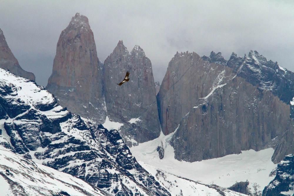 Condor sobrevoa o maciço