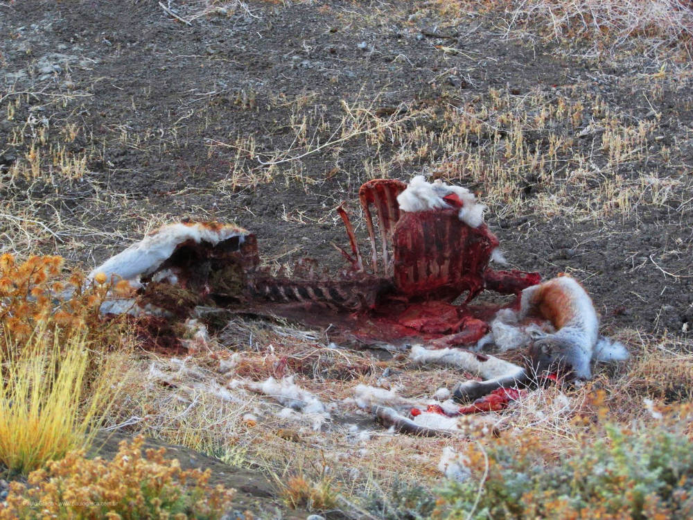 Carcaça de guanaco após encontro com puma