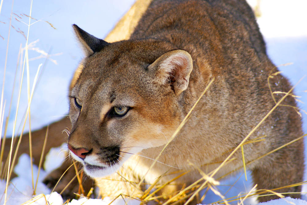 Puma: o dono do pedaço
