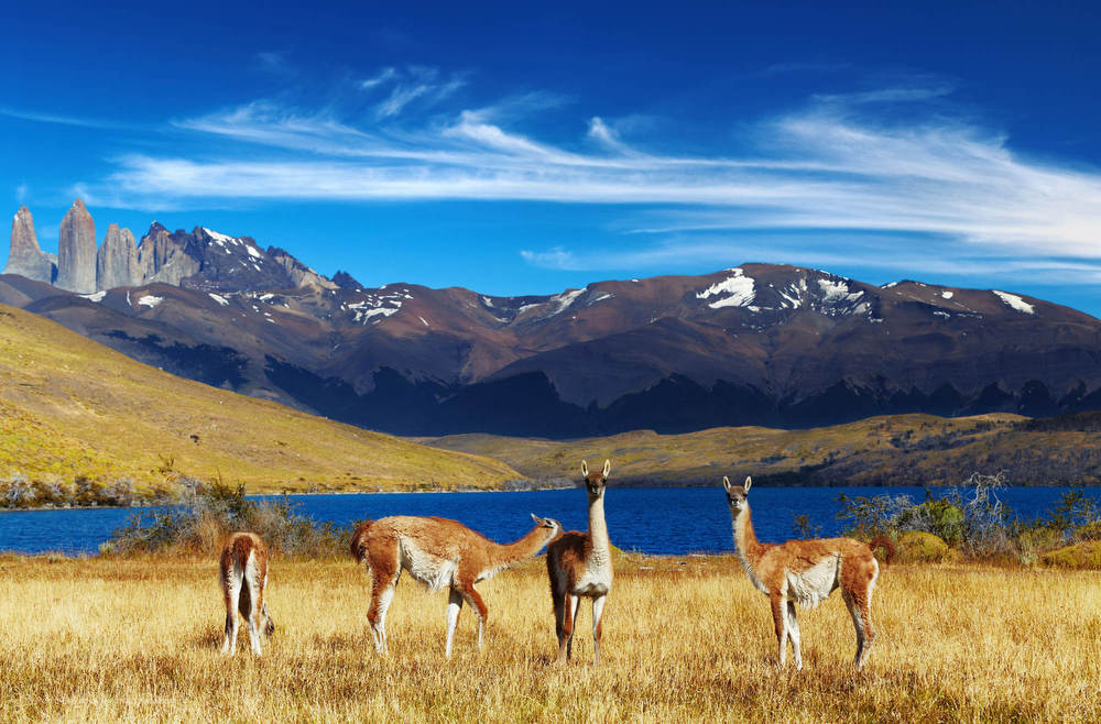 Guanacos